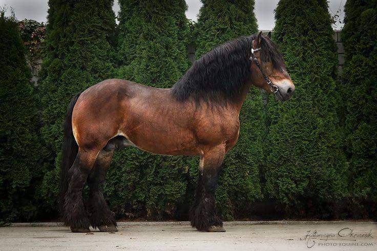 Ardennes Stallion